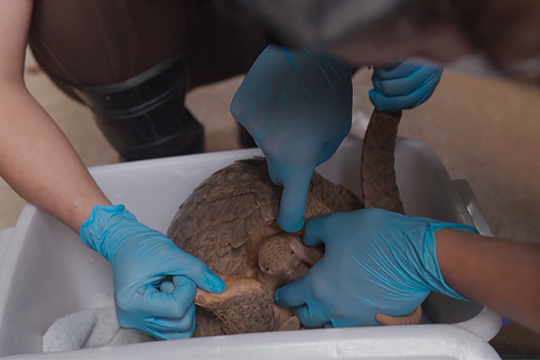 Short film about protecting pangolins helped director Pham Quoc Dung become the winner at VCA 2023